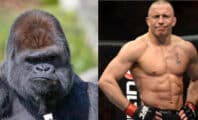 Quand Georges Saint-Pierre a failli en découdre avec un gorille