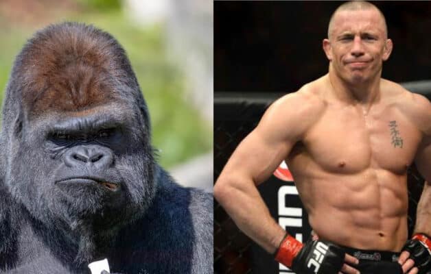 Quand Georges Saint-Pierre a failli en découdre avec un gorille