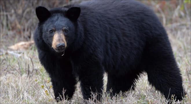Une famille américaine consomme des brochettes d’ours mal cuites et finit infectée