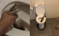 Mordu aux parties intimes par un serpent aux toilettes, il se bat avec l'animal