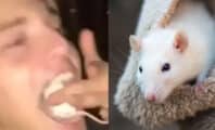 L'étudiant qui a mâché une souris vivante condamné à 1500 euros d'amende avec sursis
