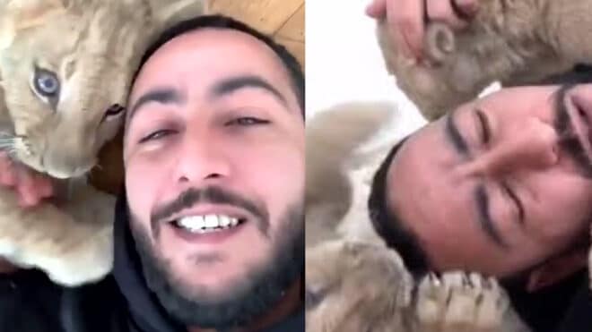 Cinq ans après avoir été abandonnés par Lacrim, les lionceaux renvoyés en Afrique du sud
