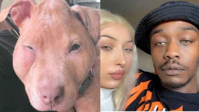 Rocka et Rop condamnés : que devient leur chiot, Texas, qui a été défiguré ?