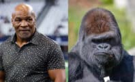 Un gorille VS 100 hommes : Mike Tyson y avait pensé avant le débat sur Internet