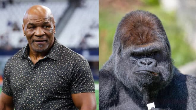 Un gorille VS 100 hommes : Mike Tyson y avait pensé avant le débat sur Internet