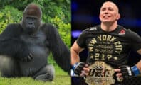 100 hommes VS un gorille : Georges St-Pierre donne son pronostic