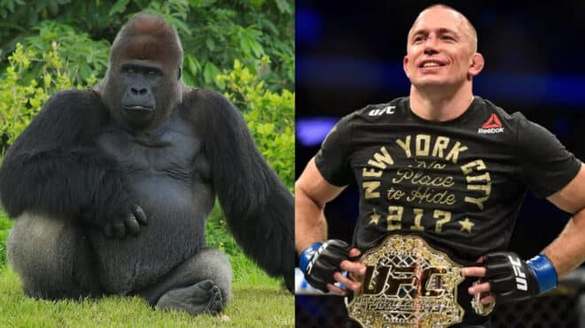 100 hommes VS un gorille : Georges St-Pierre donne son pronostic